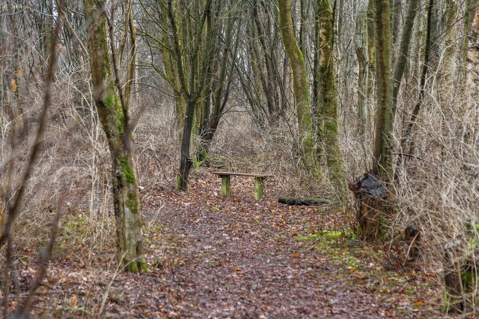 Holzbank im Waldweg zwischen Bäumen und Laub