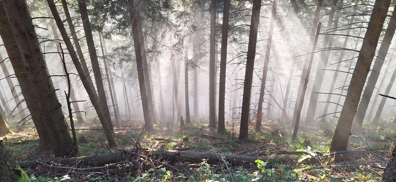 Mystischer Schwarzwald