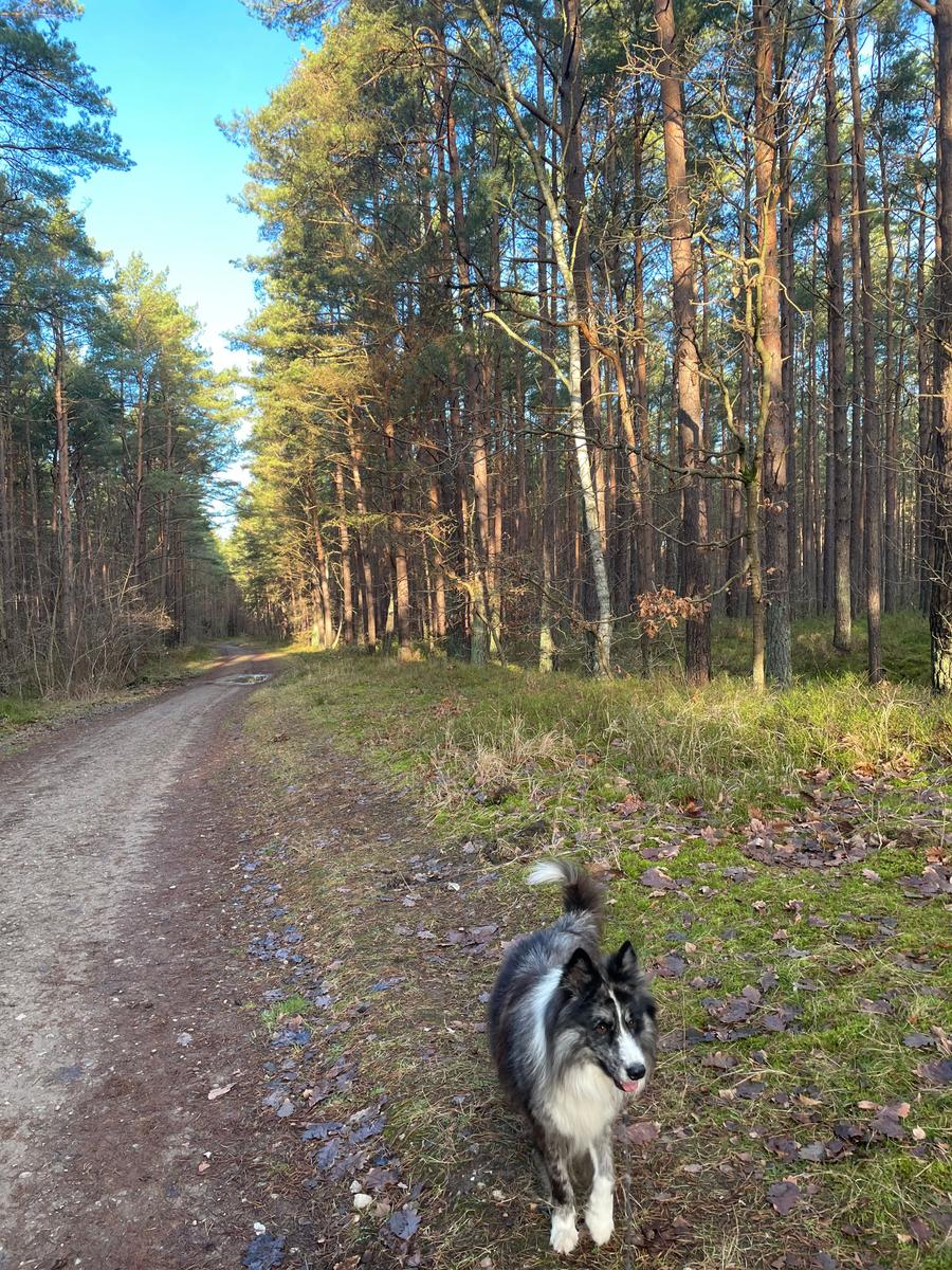 Spaziergang mit Hunden in der Baaber Heide
