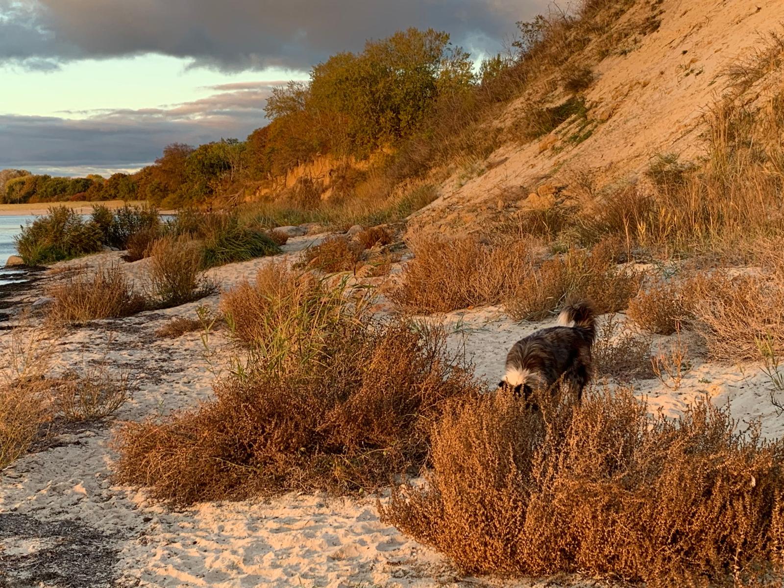 Am Hunddestrand von Göhren Südstrand  im Herbst