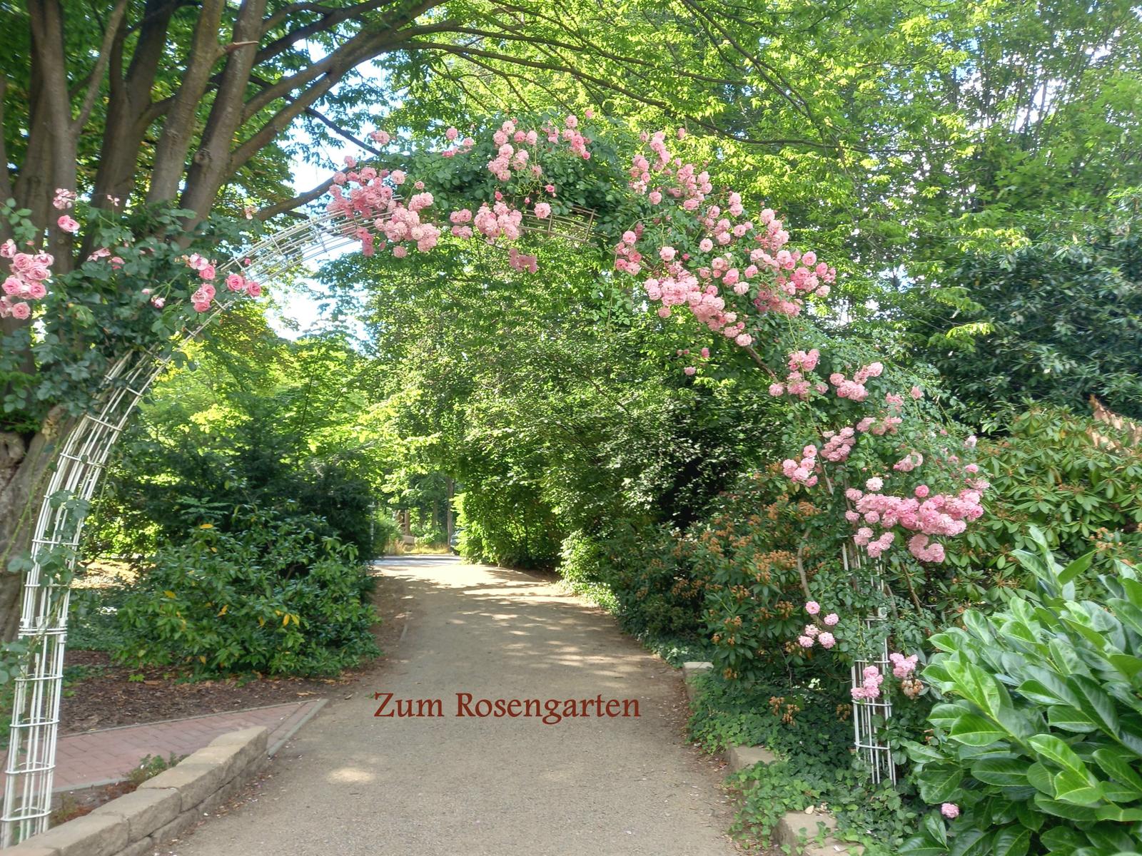 Rosengarten an der Bummel-Allee 
Hier hat*s viele Einkehrmöglichkeiten oder 
nur so zum sitzen an der Radau unter ur-alten Kastanienbäumen