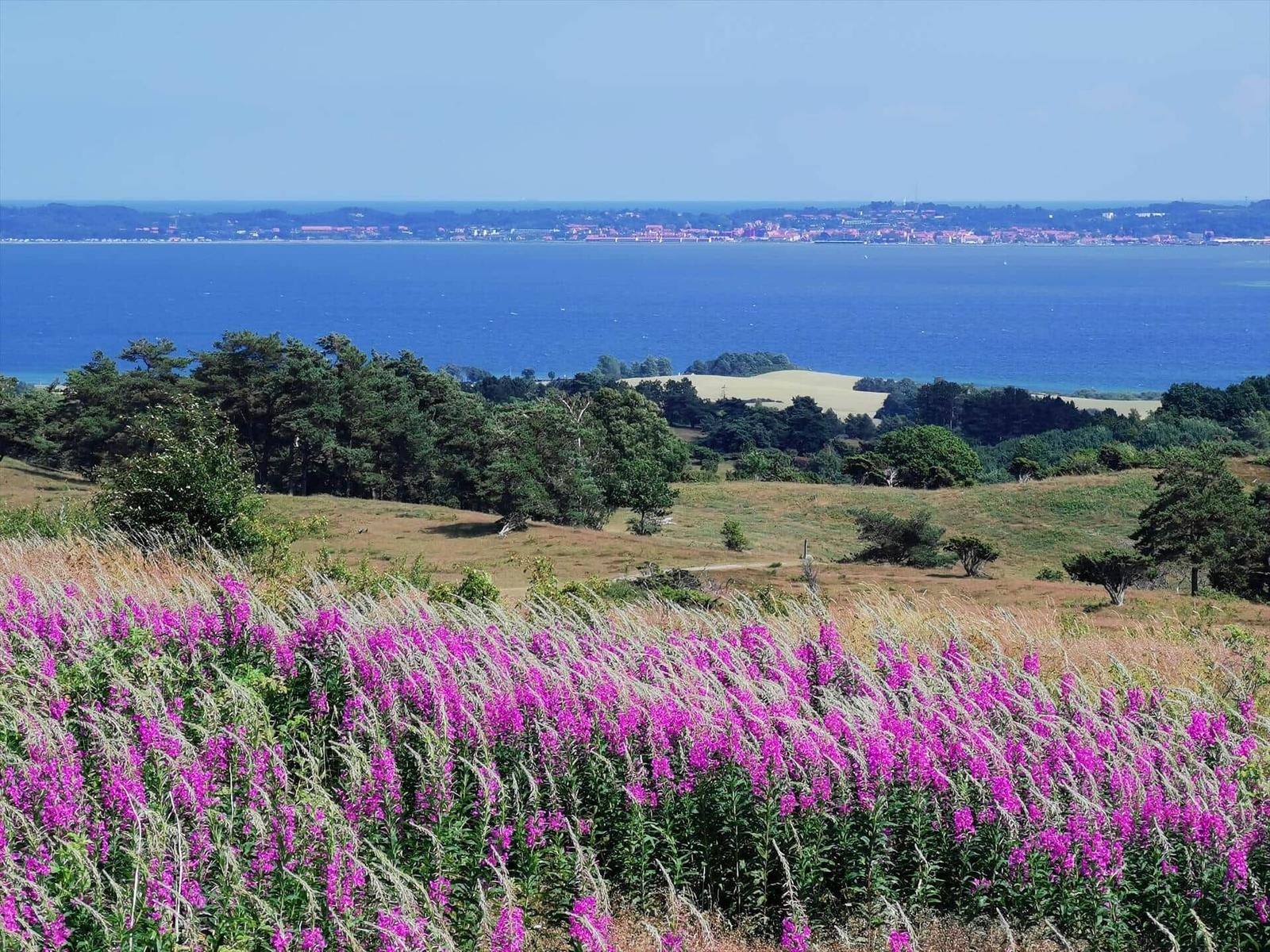 Vor dem Haus blüht eine Wiese mit lila Blumen. Im Hintergrund liegt ein tiefblaues Meer.