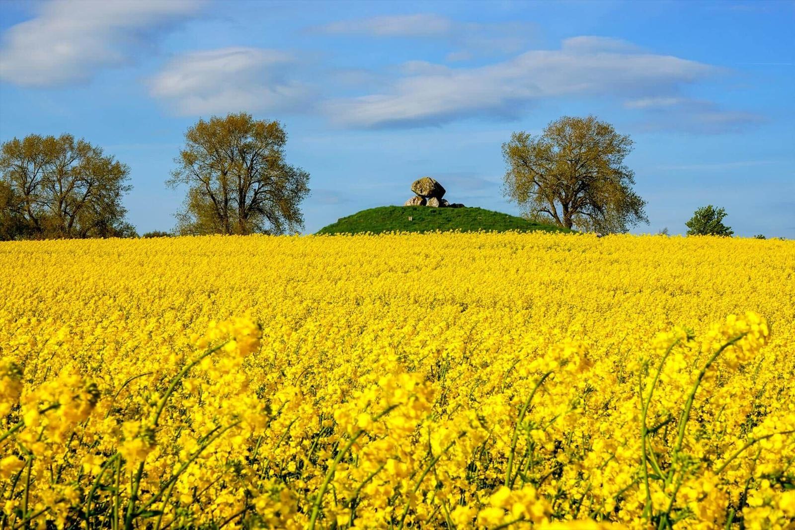 Gelbes Rapsfeld mit Steinanlage und Bäumen unter blauem Himmel.