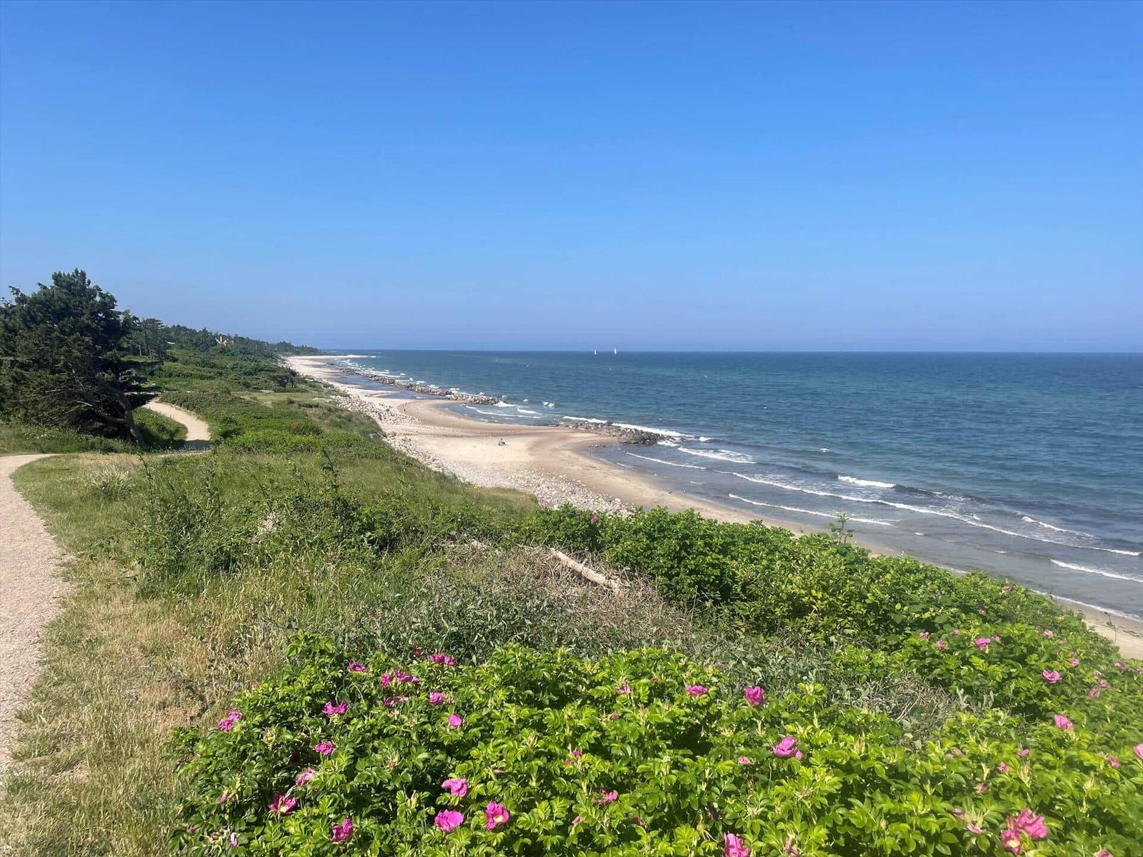 Strand mit Sand und Steinen, grüne Vegetation und rosa Blumen im Vordergrund.