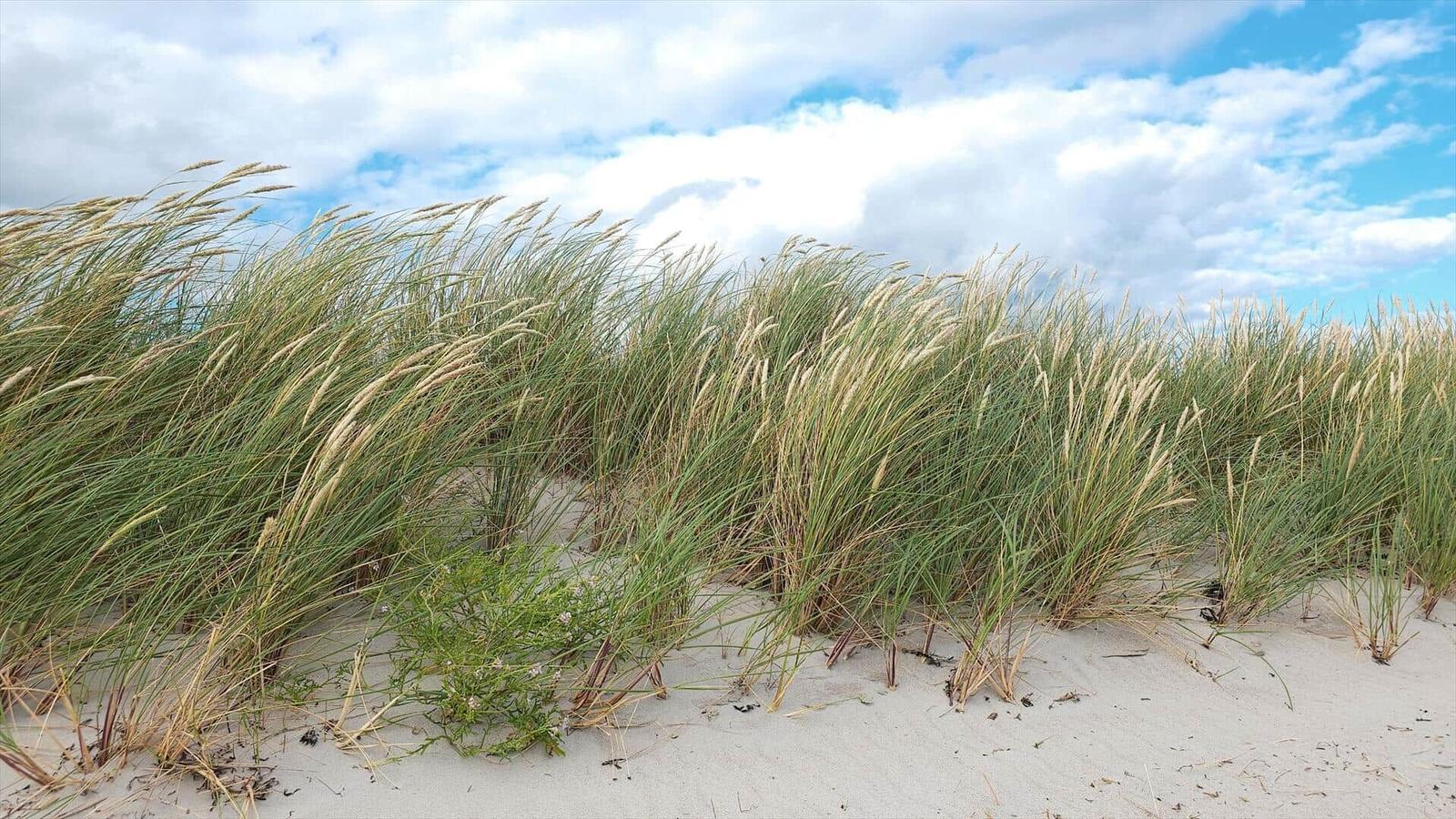 Dune grass grows in the wind on sandy ground under a cloudy sky.