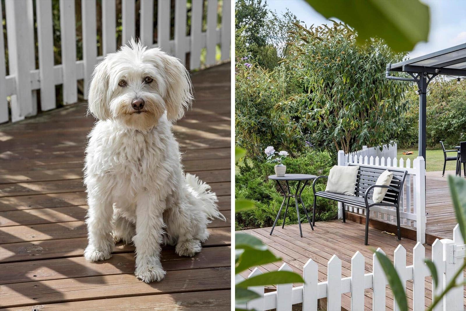 Ein weißer Hund sitzt auf einer Holzterrasse. Eine Terrasse mit Gartenmöbeln und weißem Zaun.