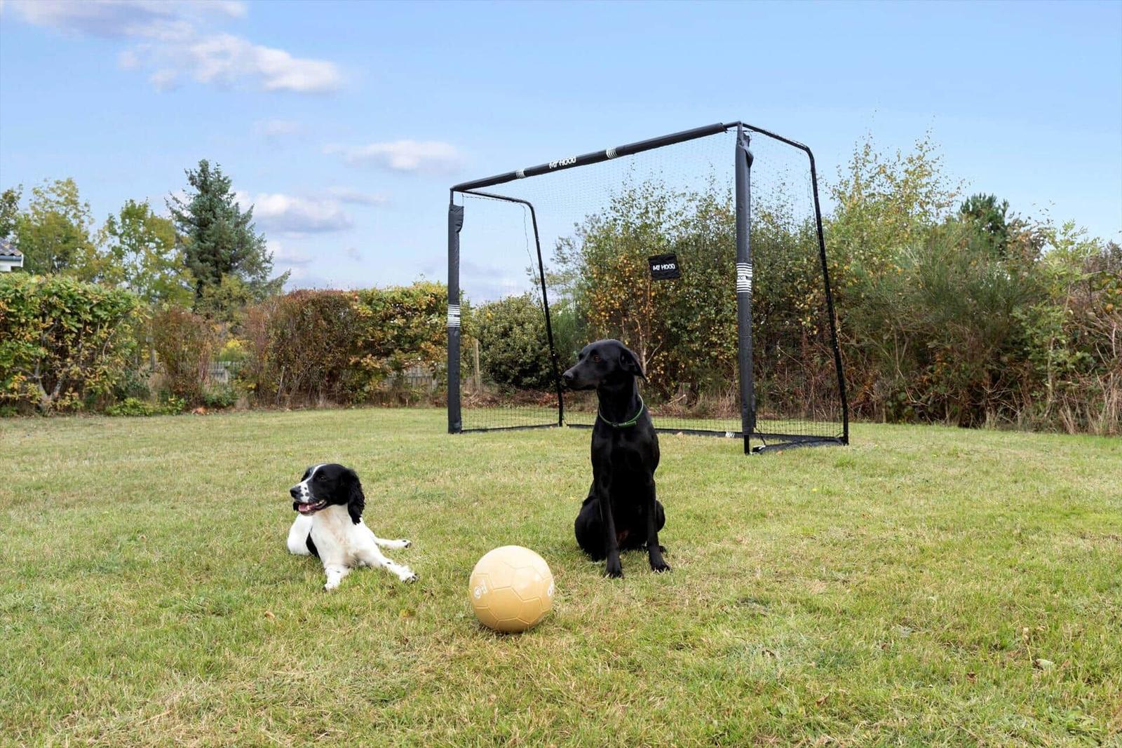Zwei Hunde sitzen auf einer Wiese vor einem Fußballtor mit Ball.