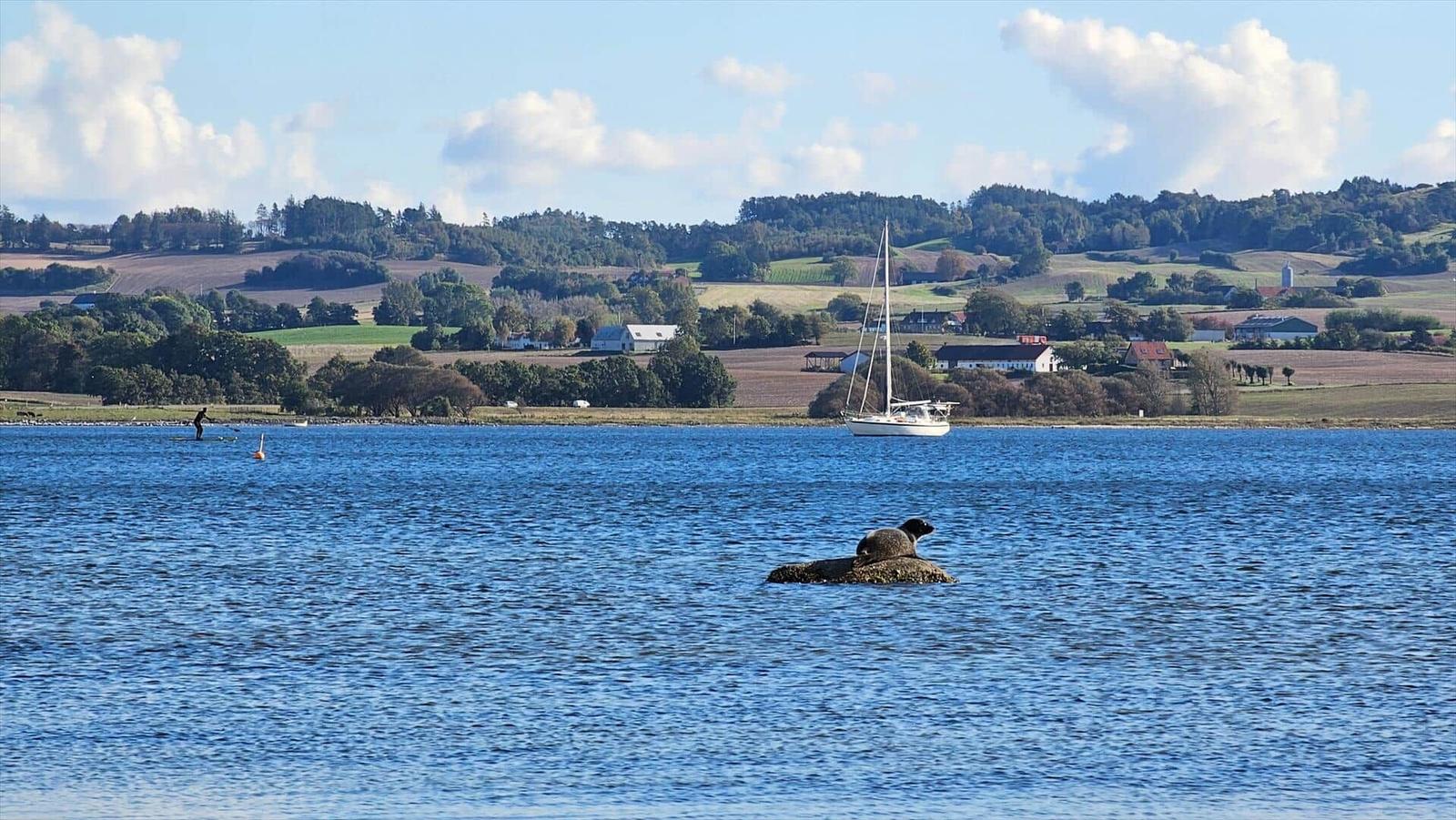 Ein Seehund liegt auf einem Felsen im Wasser. Ein Segelboot und ein Paddler sind im Hintergrund sichtbar.