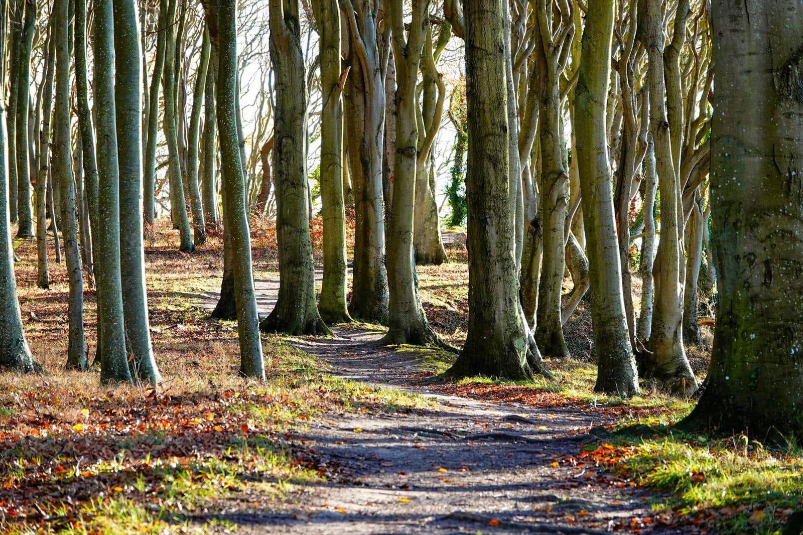 Weg durch einen Wald mit hohen Bäumen und Laub auf dem Boden.