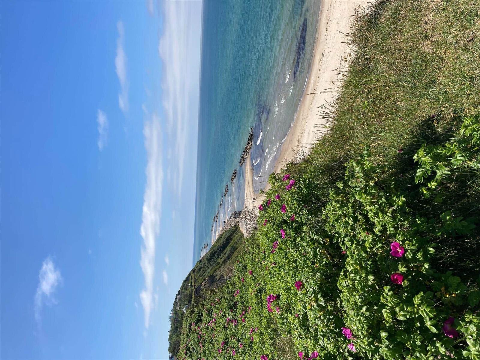 Beach with clear water and blue sky, surrounded by green vegetation with pink flowers.