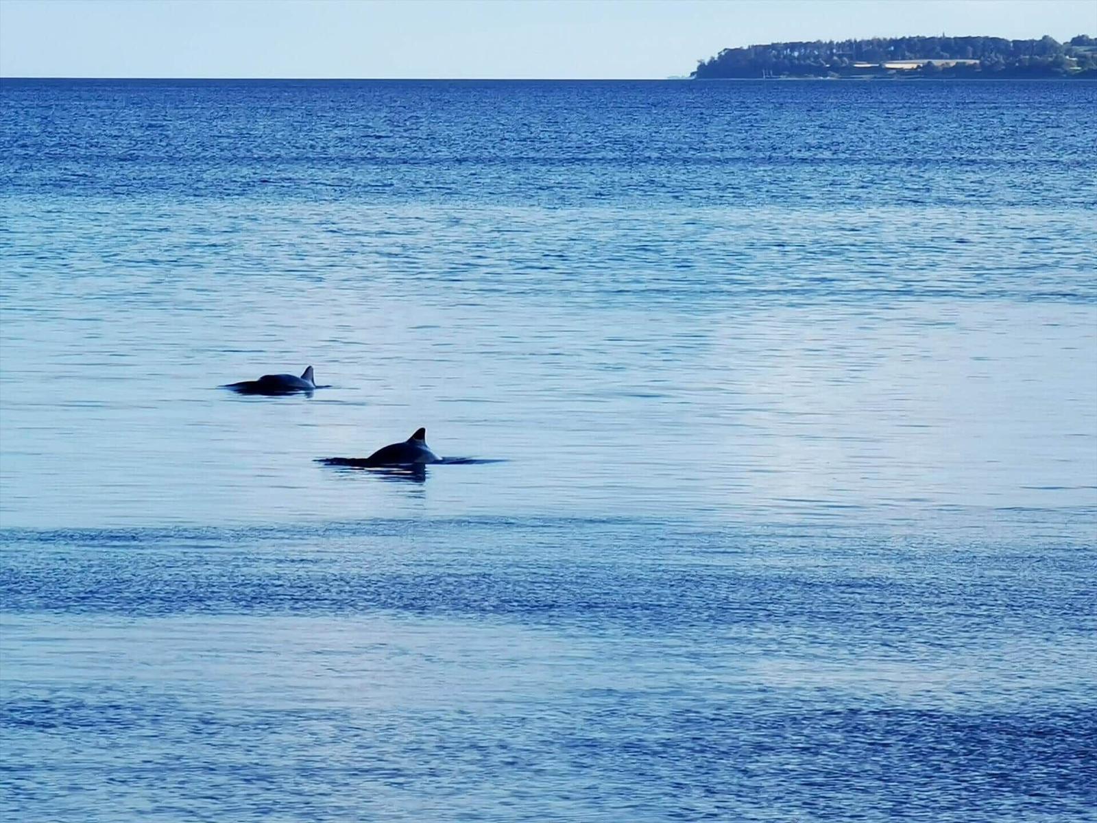 Two dolphins swim in the open sea near a distant coastline.