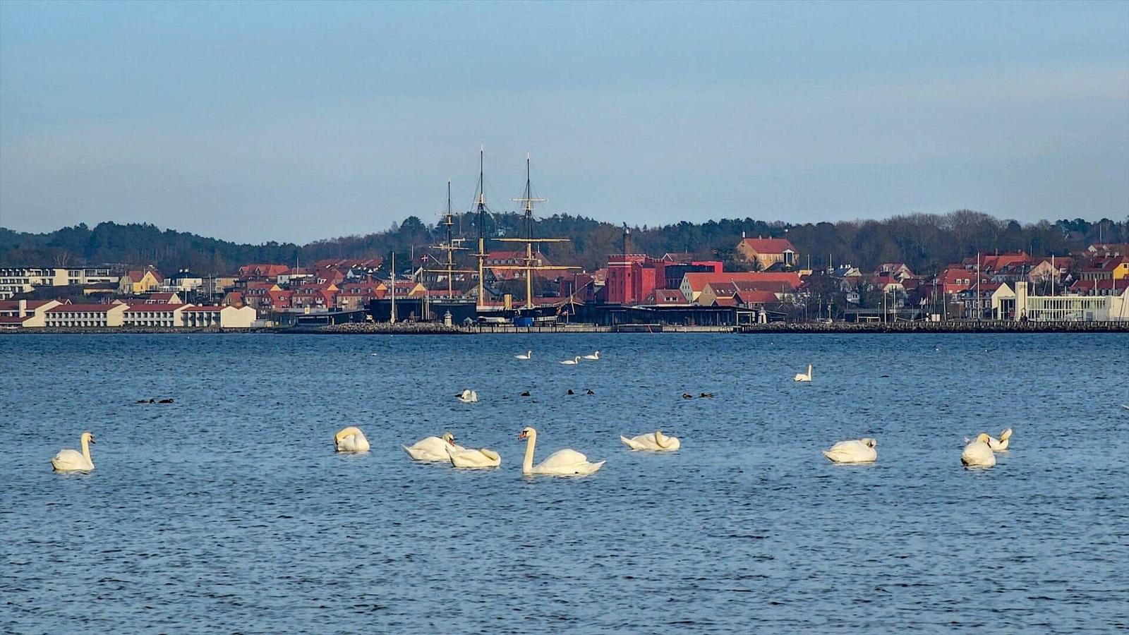 Swans swim before harbor town with sailing ship and red roofs.