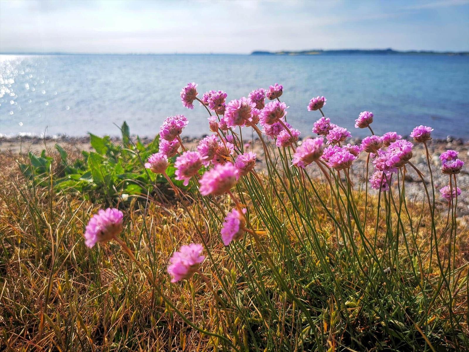 Pink flowers by the shore with a view of the sea.