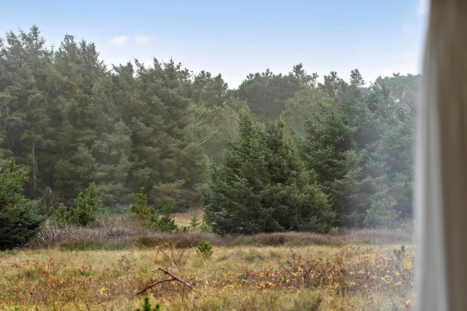 Ansicht durch Fenster auf Wald mit Nadelbäumen und Grasland im Vordergrund.