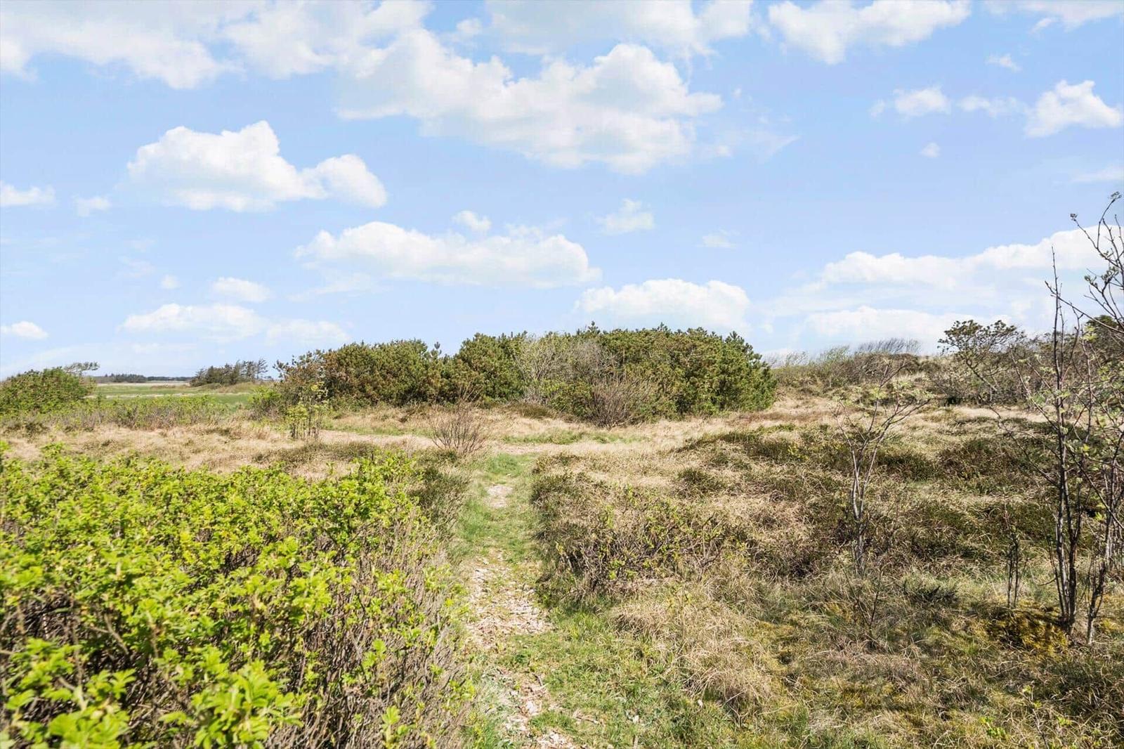 Weg durch trockenes Gras und Sträucher unter blauem Himmel mit weißen Wolken.