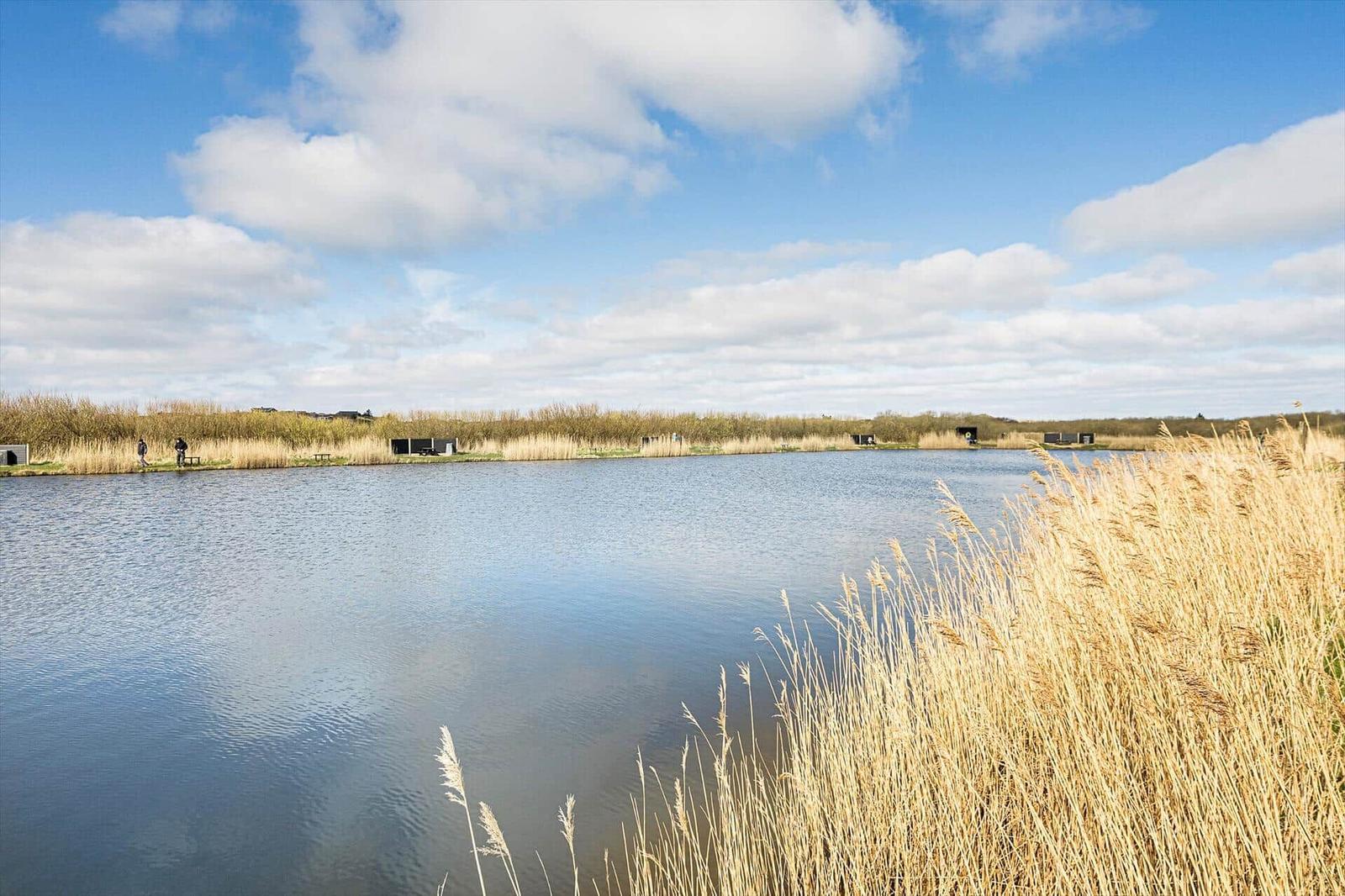 Ein ruhiger See mit hohem Schilf und einem Weg entlang des Ufers.