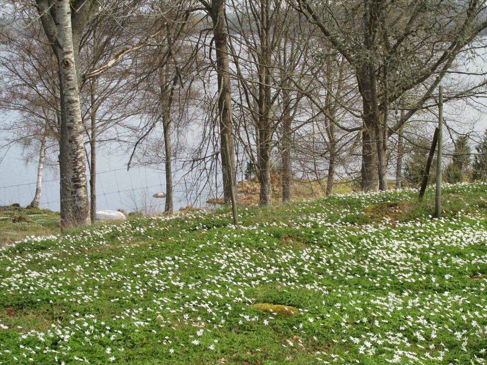 Wiesen mit weißen Blumen und Bäumen am Ufer eines Sees.