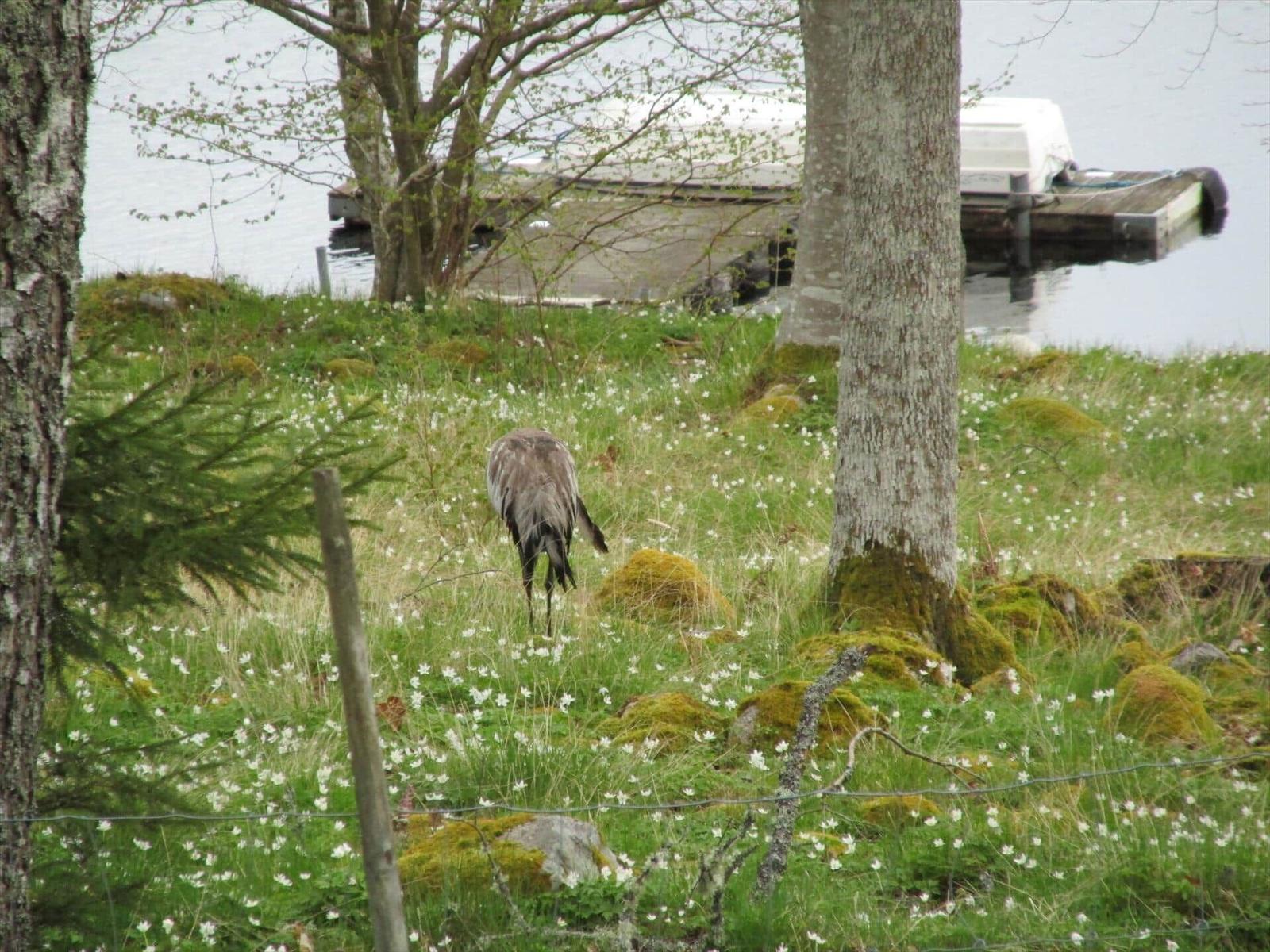 Ein Vogel grasst in einem grünen Feld mit weißen Blumen neben einem See und einem Bootssteg.
