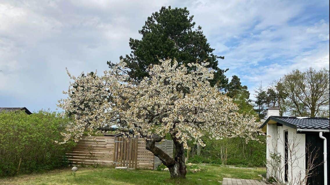 A flowering tree in the garden in front of a house and a fence.