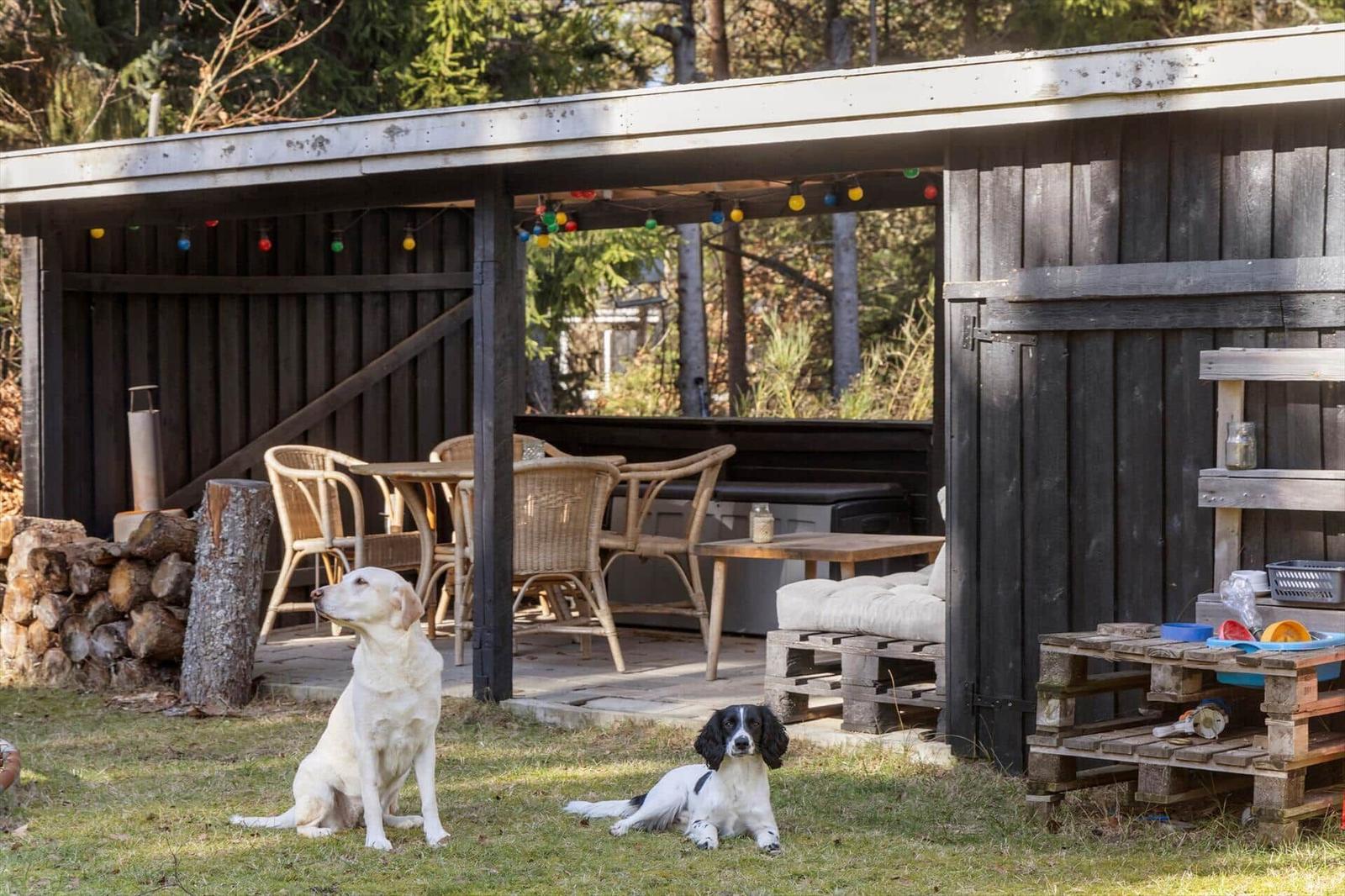 Two dogs sit in the garden under a terrace with a table and chairs.