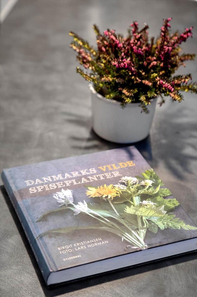 Ein Buch und eine Pflanze auf einer Tischplatte.