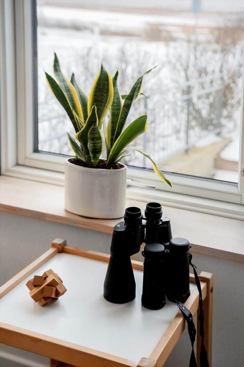 Auf dem Fensterbrett steht eine Pflanze und ein Fernglas auf einem Tisch.