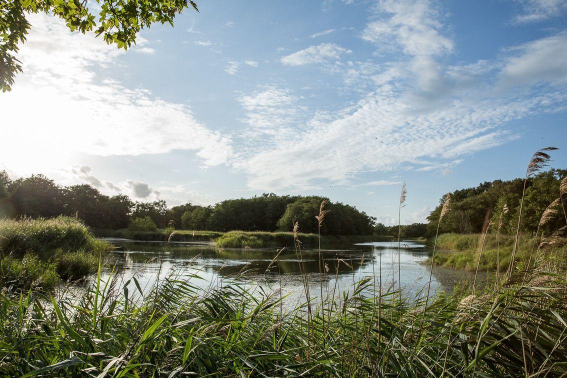 Ein ruhiger See mit Ufervegetation und Bäumen unter einem blauen Himmel mit Wolken.