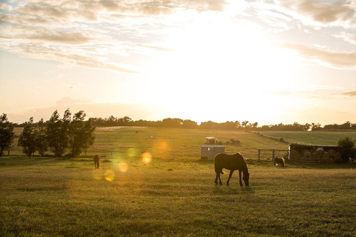 Horses graze in a field at sunset. Trees and a small building are visible.