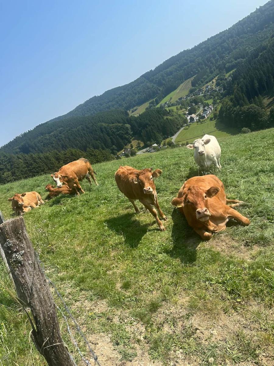 Kühe grasen auf grüner Wiese, Berg mit Wald und Dorf im Hintergrund.