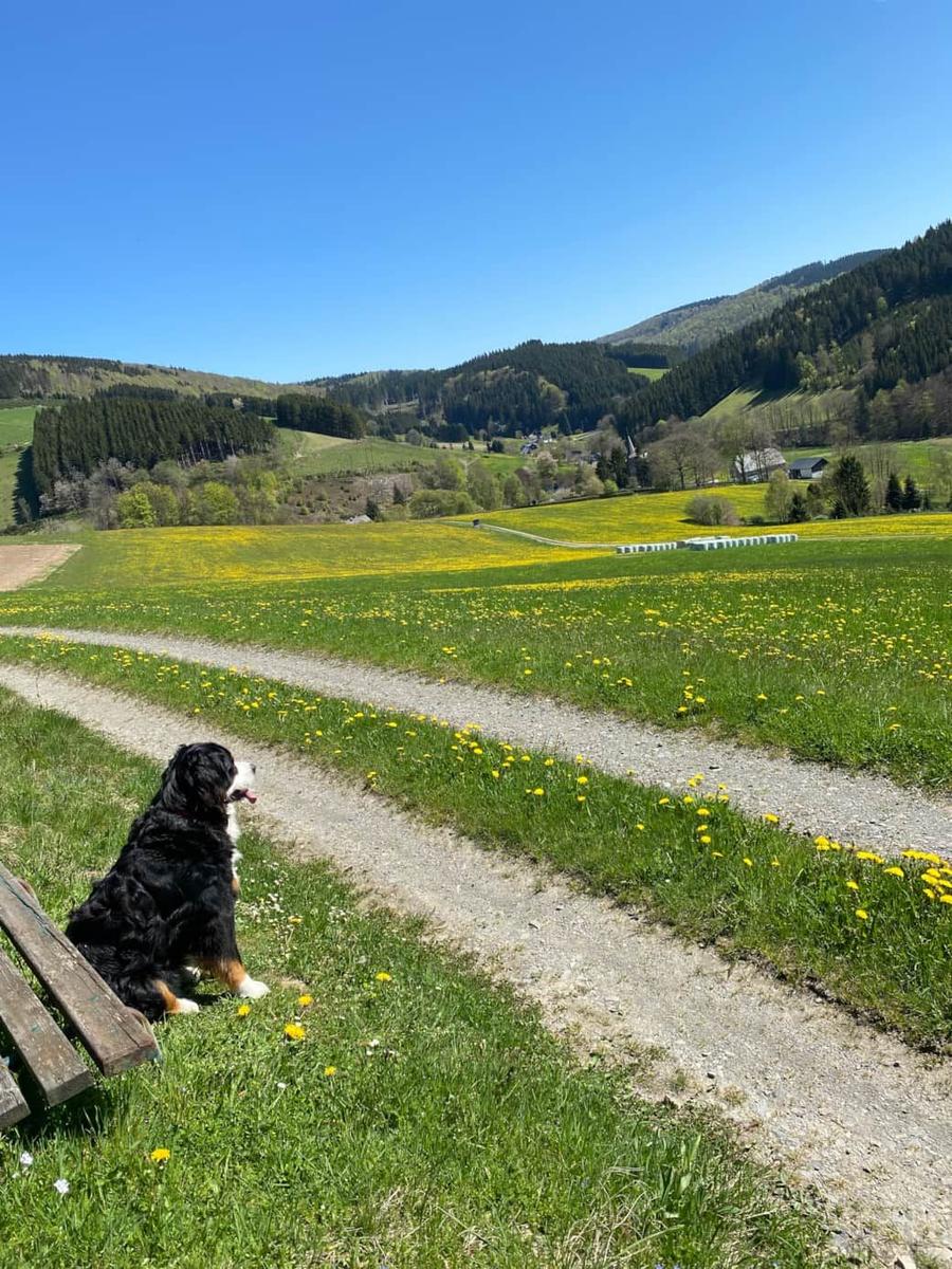 Ein Berner Sennenhund sitzt auf einer Bank und blickt auf ein grünes Tal mit gelben Blumen.