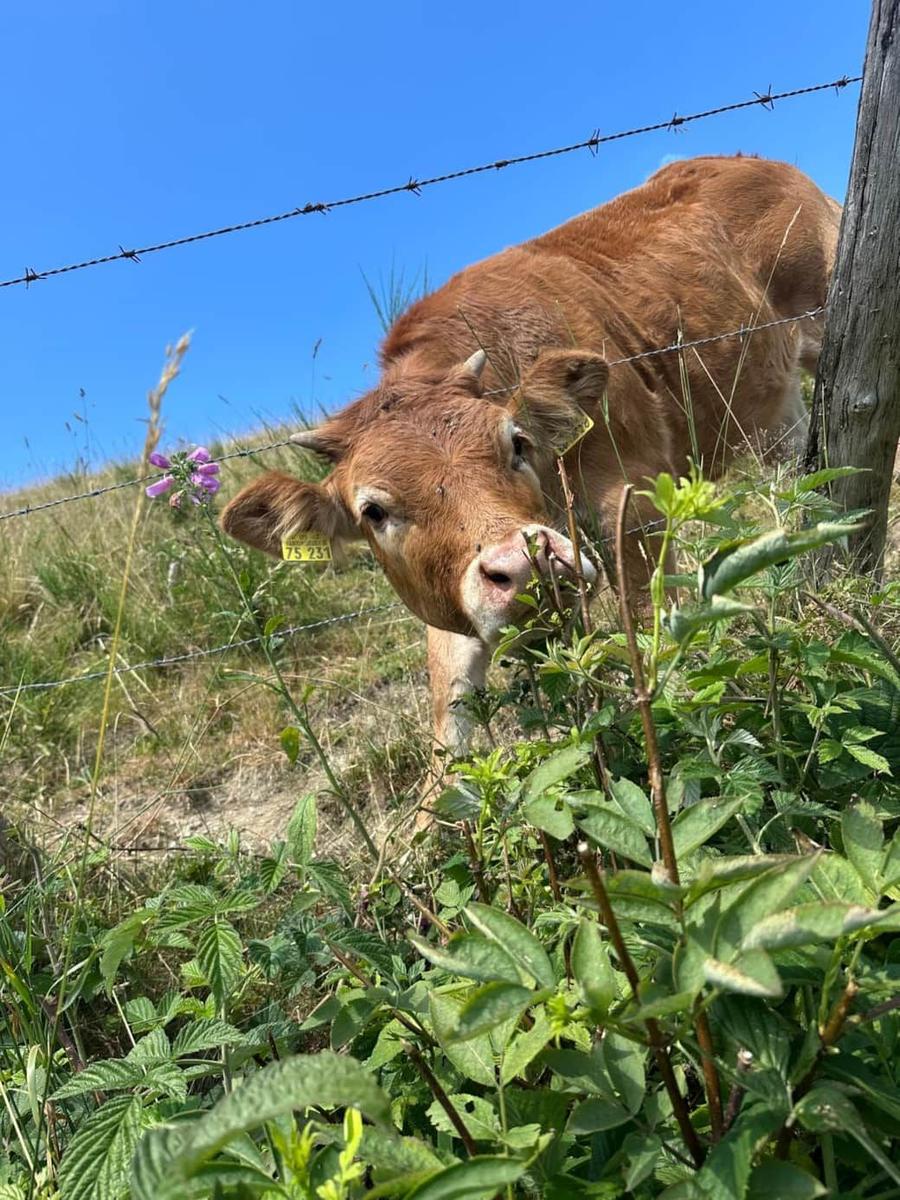 Rotes Kalb mit Hörnern hinter Stacheldrahtzaun im Gras