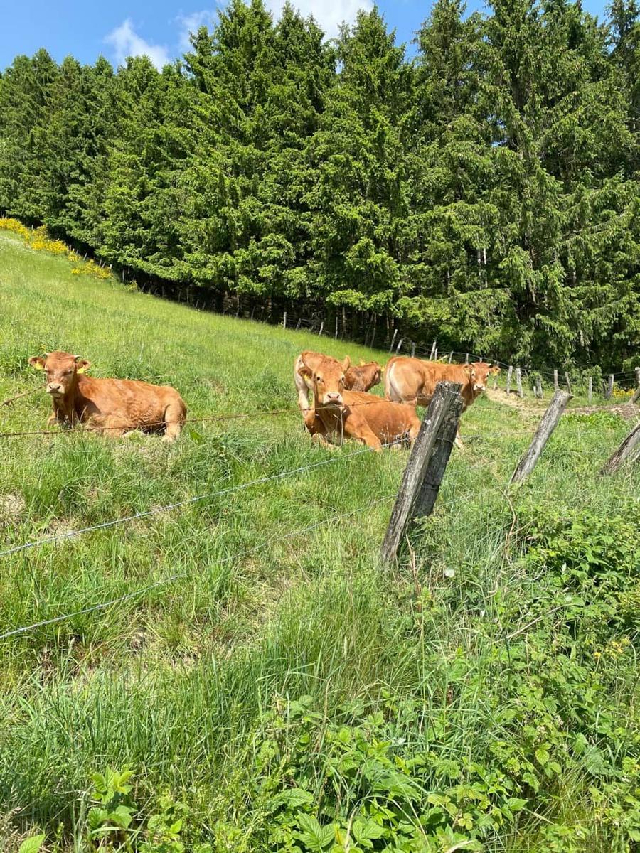 Ruhige Weide mit braunen Kühen und grüner Wiese hinter einem Zaun.