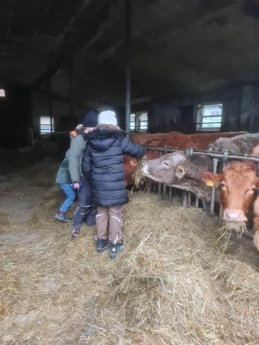 Kinder füttern Kühe in Stall mit Heu und Metallgitter.