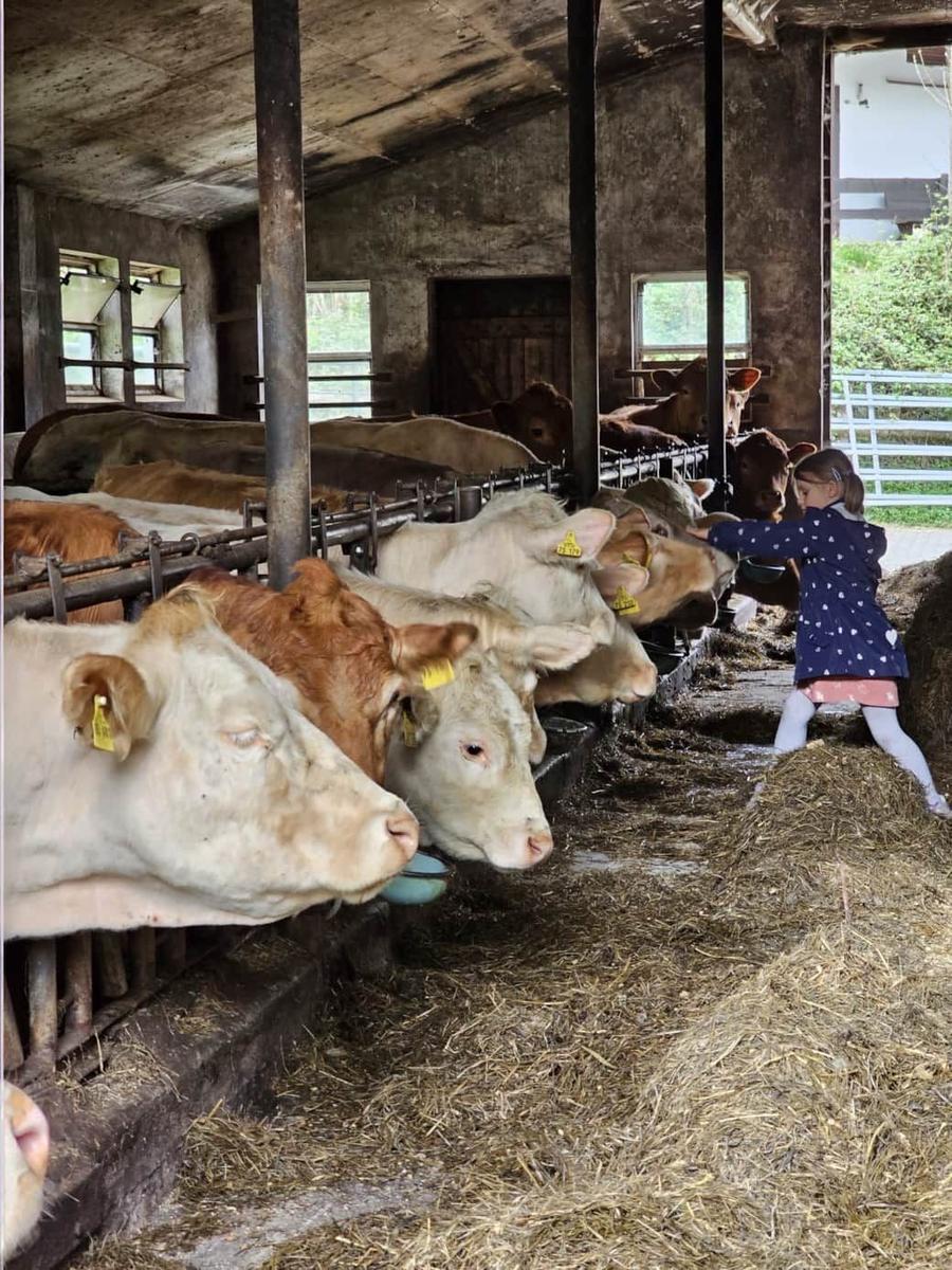 Ein Kind füttert Kühe in einer Stallbox mit Heu und Tränken.