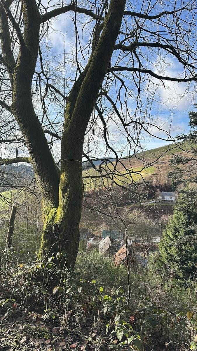 Hügeliger Blick durch kahle Baumzweige auf Ferienhaus im Grünen.