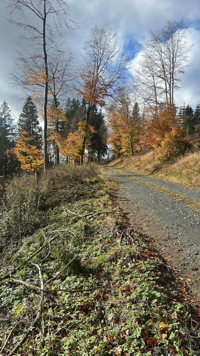 Waldweg mit Herbstlaub und hohen Bäumen unter bewölktem Himmel.