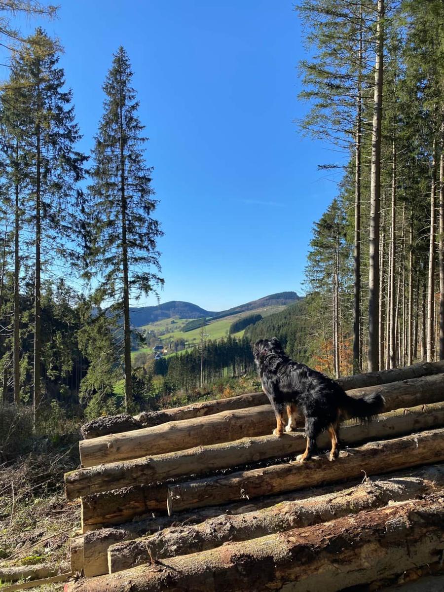 Ein Hund steht auf Holzstapeln und blickt auf einen Wald und Hügel.
