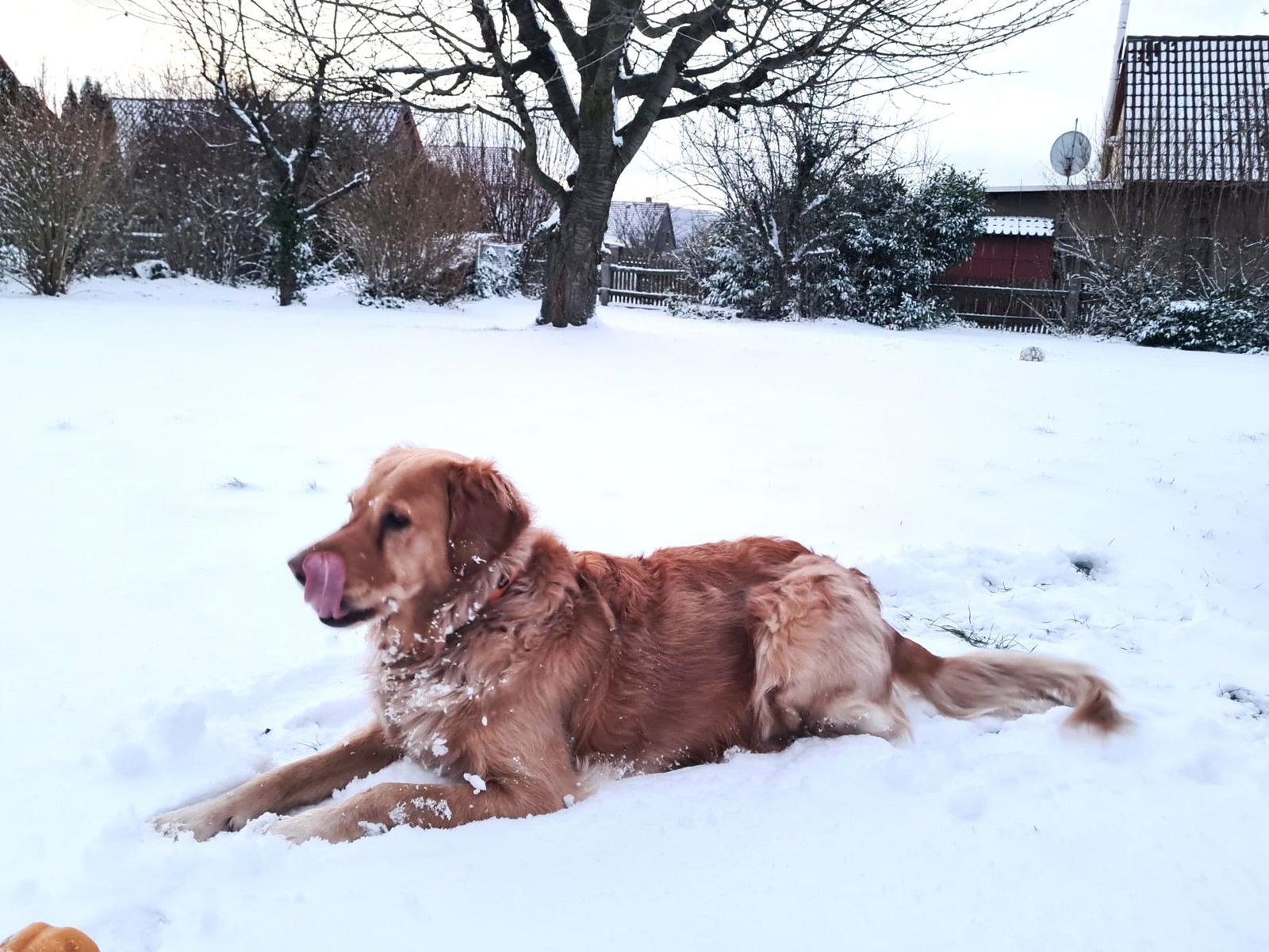 Der Garten im Winter lässt auch Hundeherzen höher schlagen...