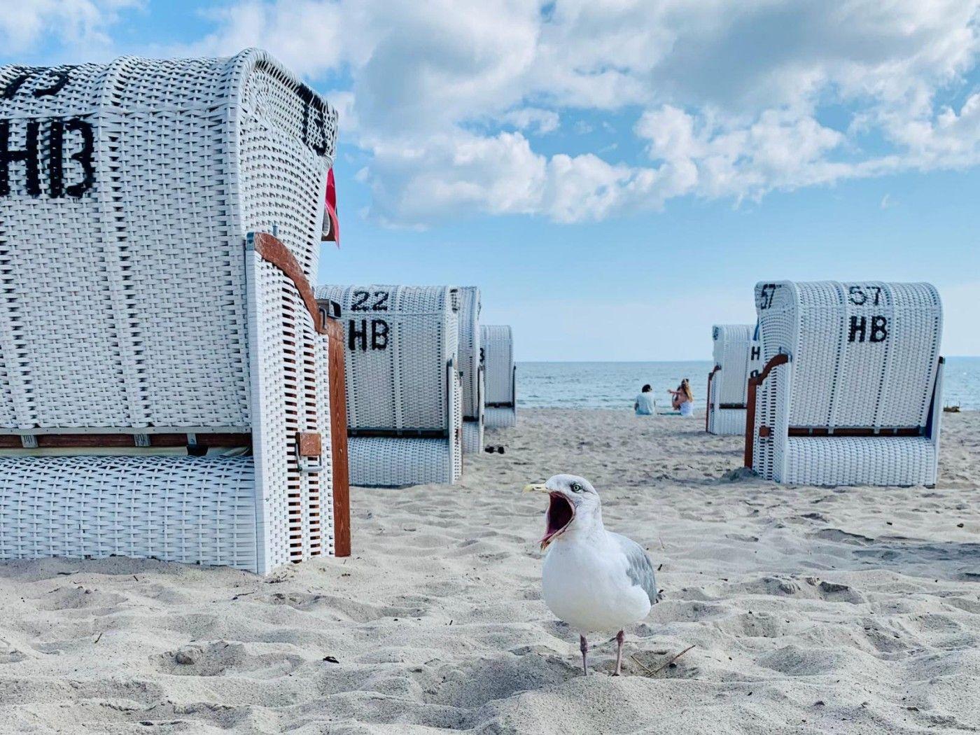 Ein Strand mit weißen Strandkörben und einer Möwe im Vordergrund.