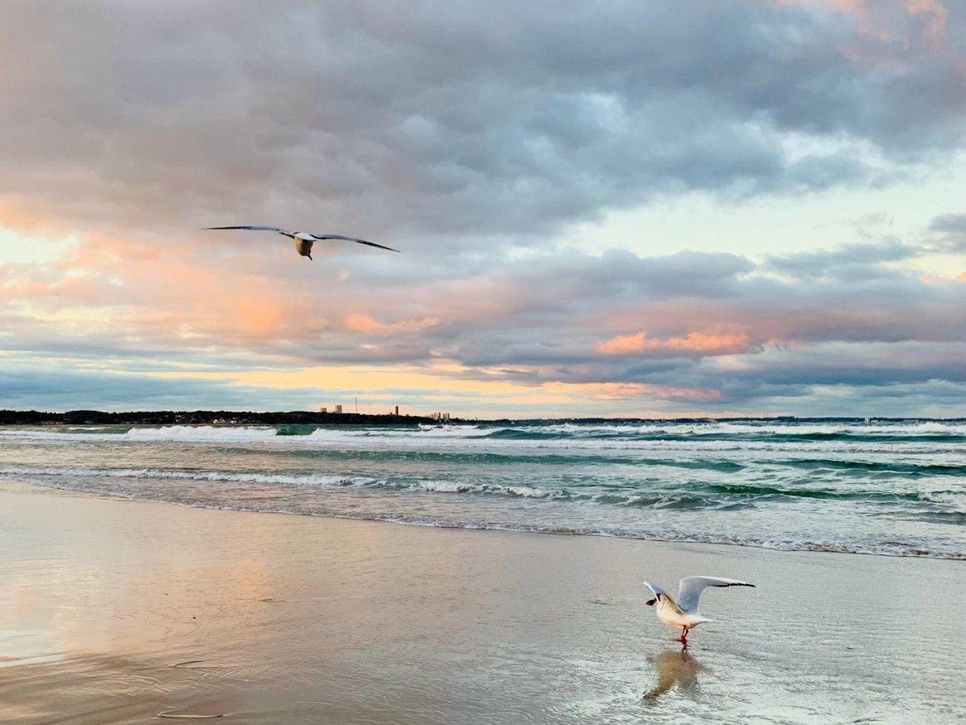 Zwei Möwen fliegen über einen Strand bei Sonnenuntergang mit welligem Meer und bewölktem Himmel.