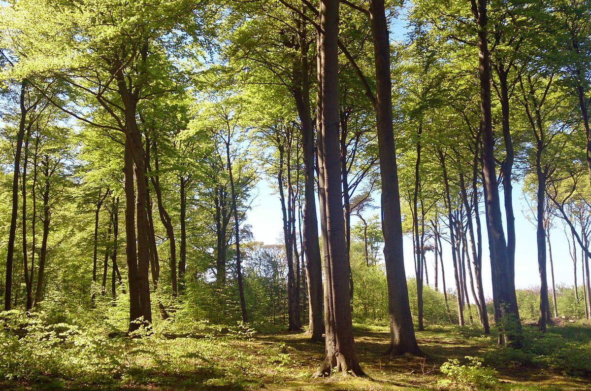 Hochwertiger Wald mit hohen Bäumen und grünem Unterholz unter blauem Himmel.