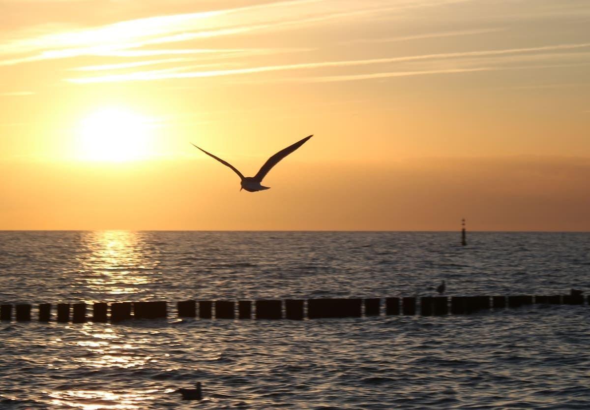 Seeschwalbe fliegt vor Sonnenuntergang über das Meer.