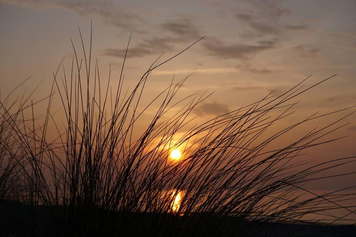 Sonnenuntergang hinter Dünengras mit warmen Farben am Himmel