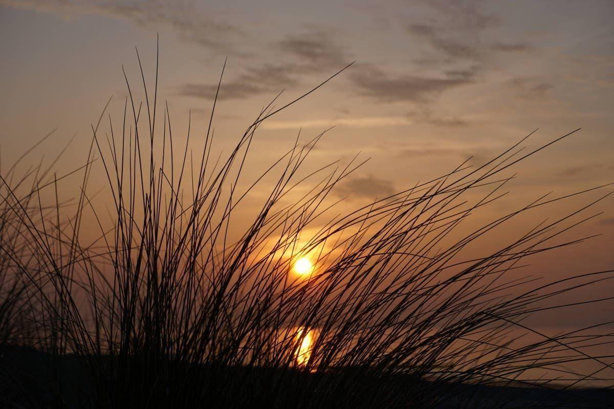 Sonnenuntergang hinter Grashalmen am Strand