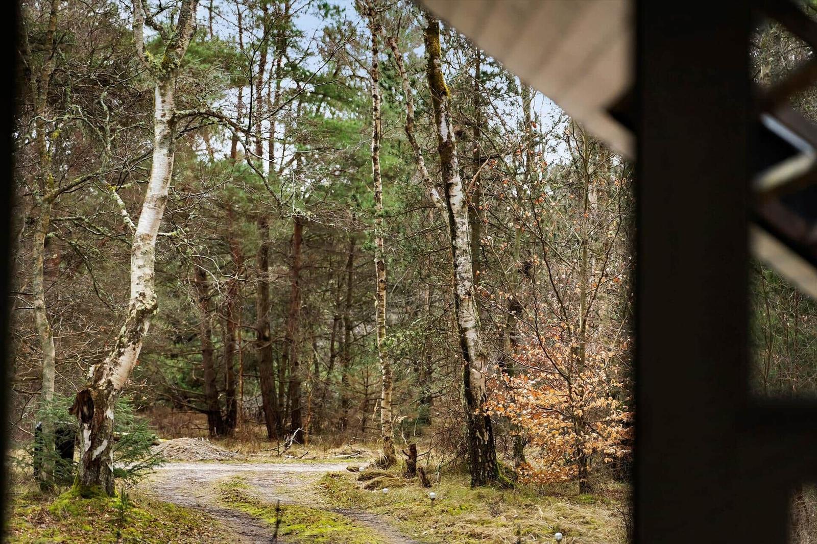 View through a forest path with birch and conifer trees, seen from a window.