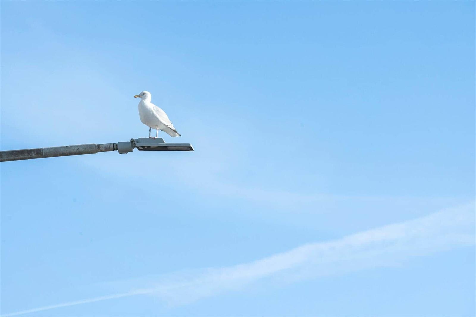 Eine Möwe sitzt auf einem Straßenlaternenmast vor blauem Himmel.