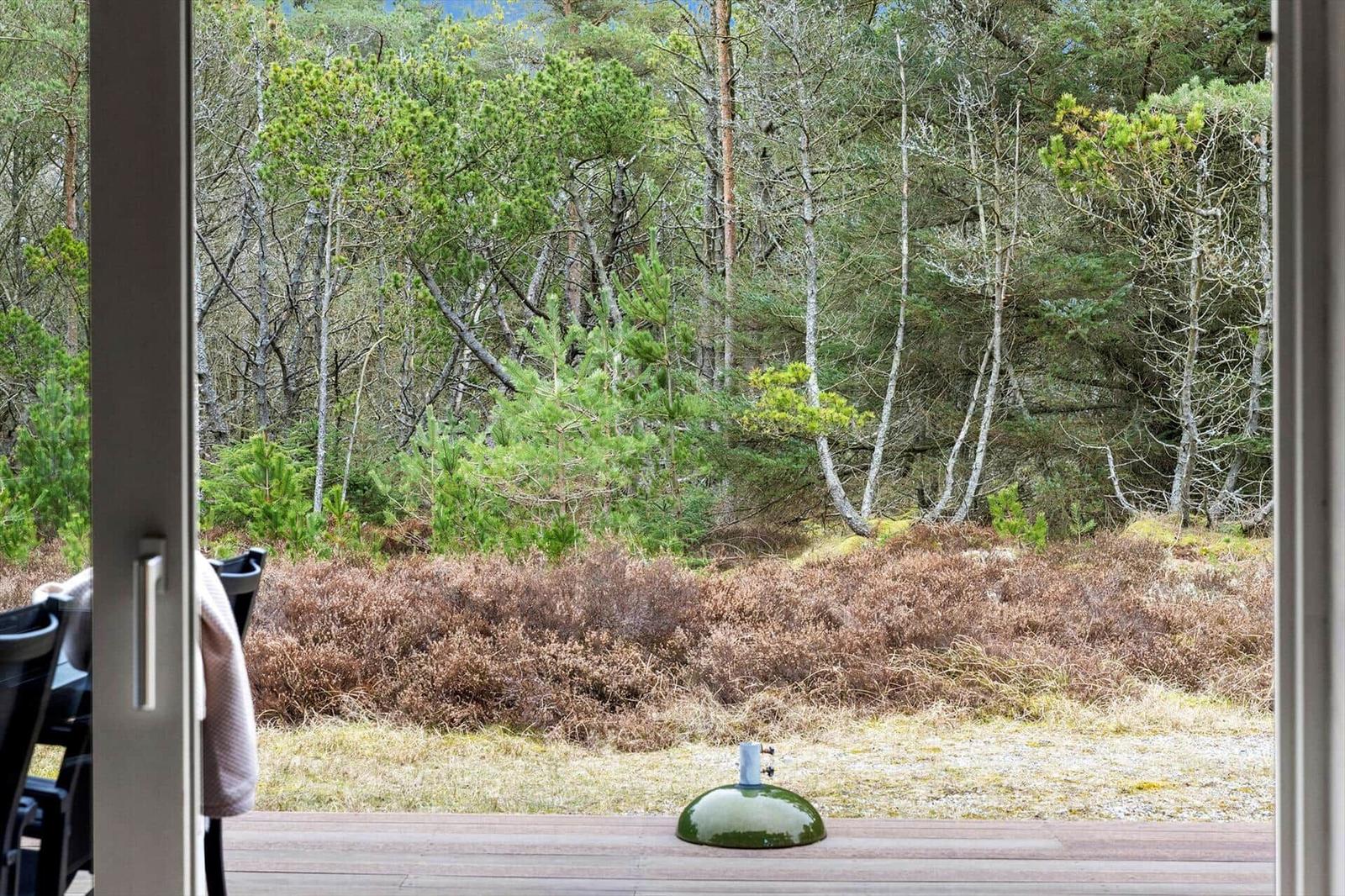 View from the terrace into the forest with coniferous trees and heath.