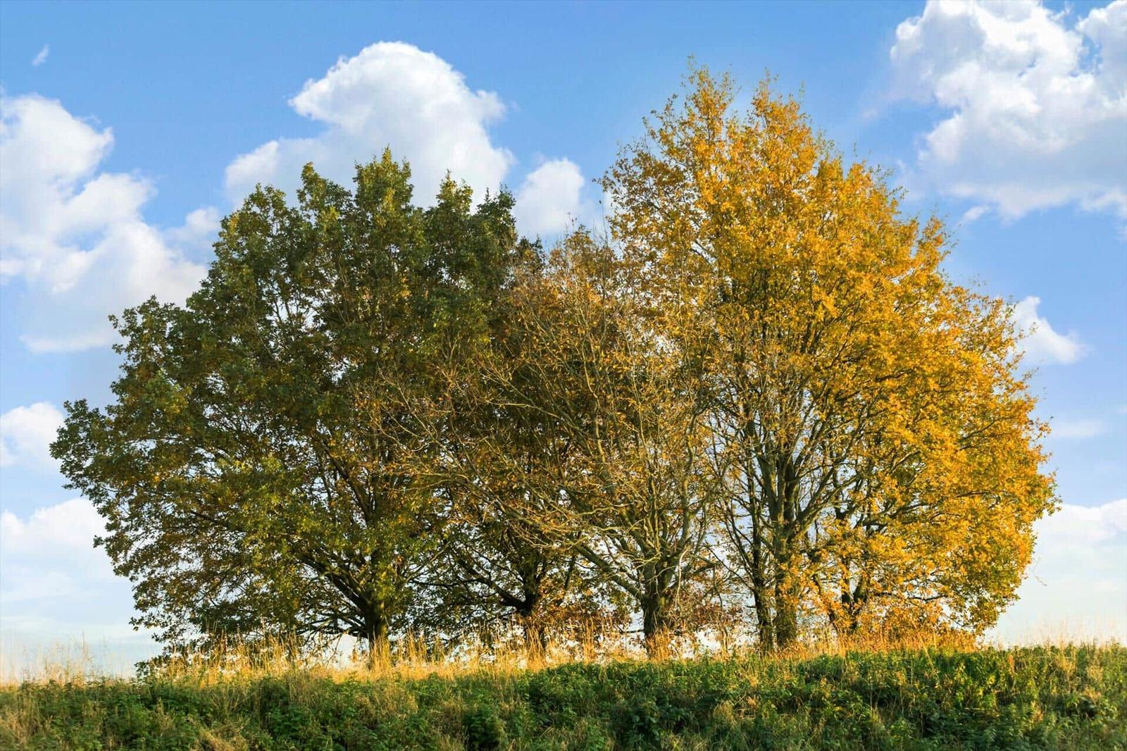 Three trees on a meadow under a blue sky with white clouds.