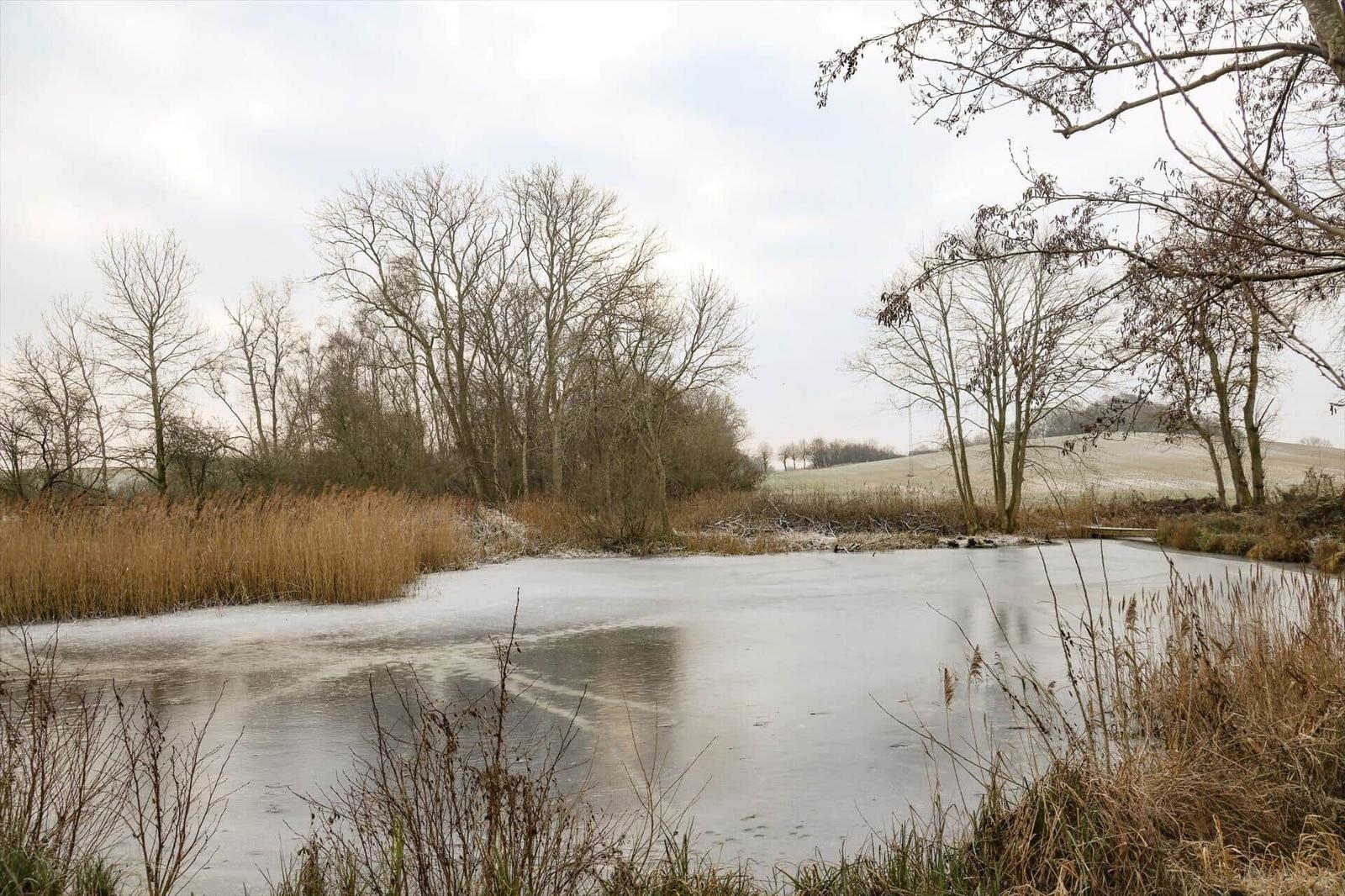Eisiger See mit Bäumen und Schilf im Winter