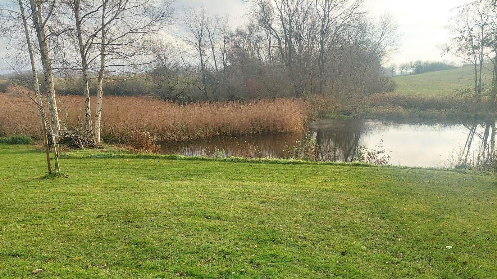 Grünes Gras am Ufer eines Sees mit Schilf und Bäumen im Hintergrund.